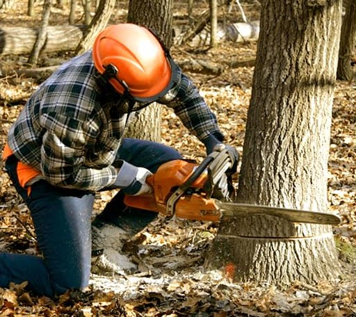 Tree Removal in Bingham Lake, MN